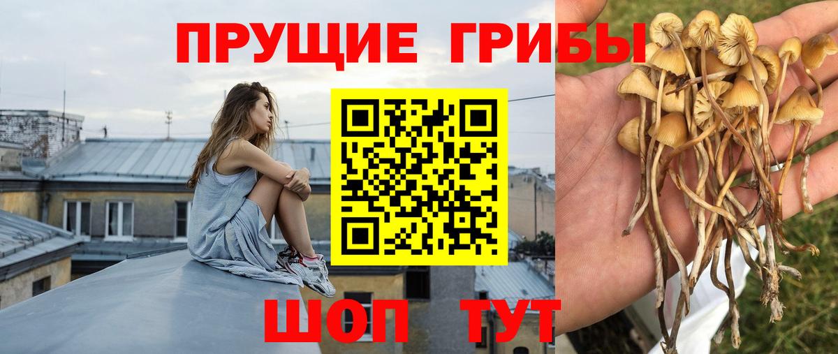 Саянск  Галлюциногенные грибы прущие грибы  Вход с VPN 